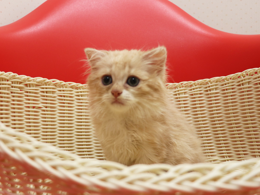 スコティッシュフォールドの子猫画像