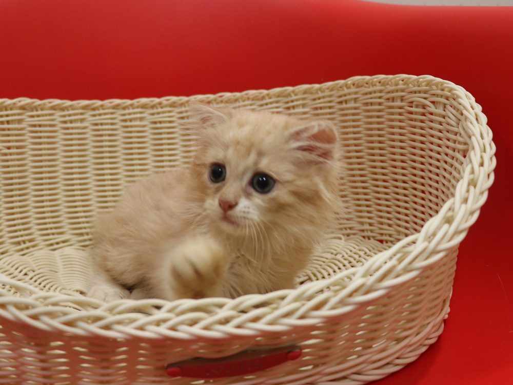 スコティッシュフォールドの子猫画像