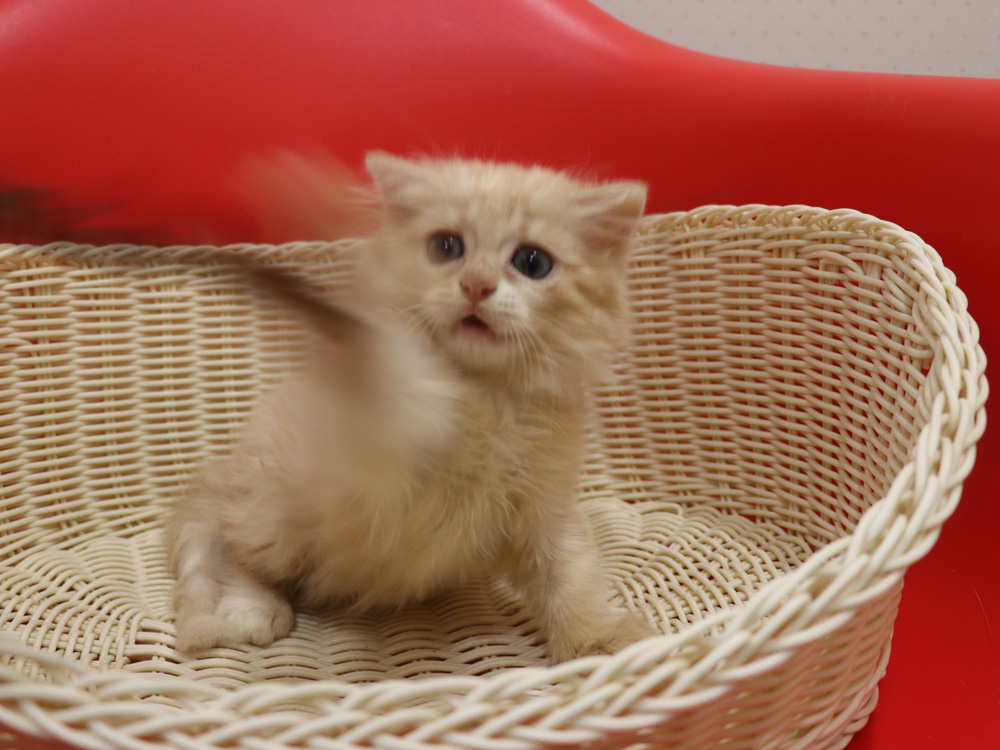 スコティッシュフォールドの子猫画像