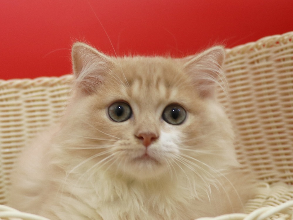 スコティッシュフォールドの子猫画像