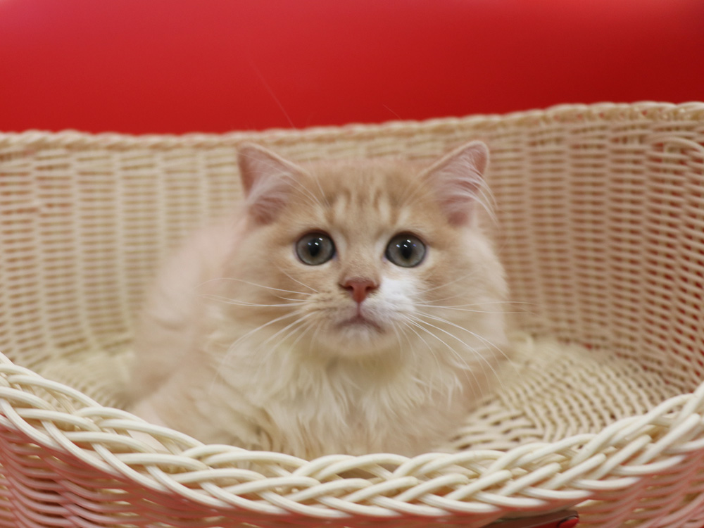 スコティッシュフォールドの子猫画像