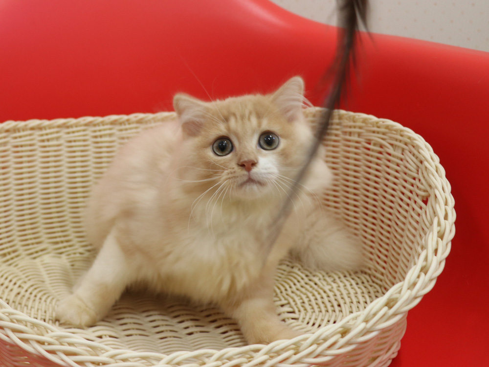 スコティッシュフォールドの子猫画像