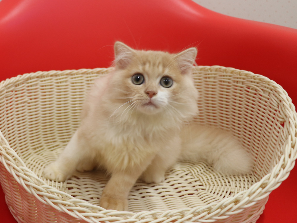 スコティッシュフォールドの子猫画像