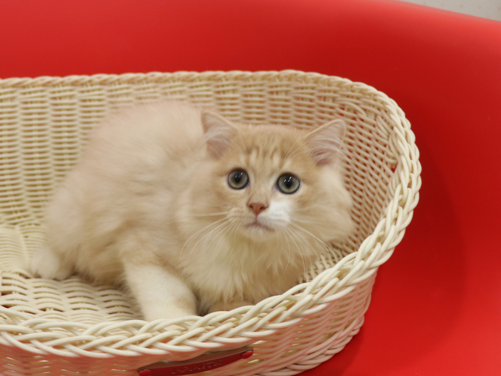 スコティッシュフォールドの子猫画像