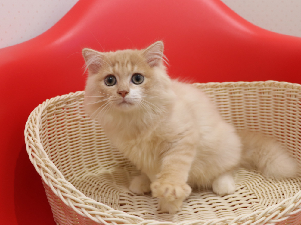 スコティッシュフォールドの子猫画像