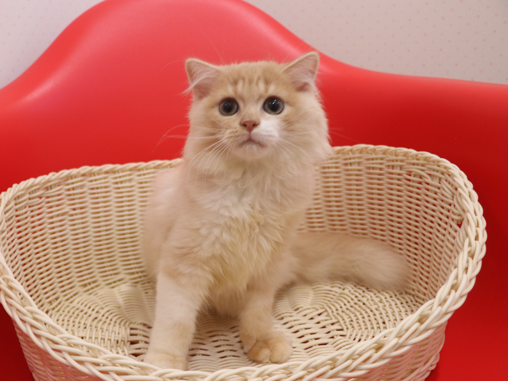 スコティッシュフォールドの子猫画像