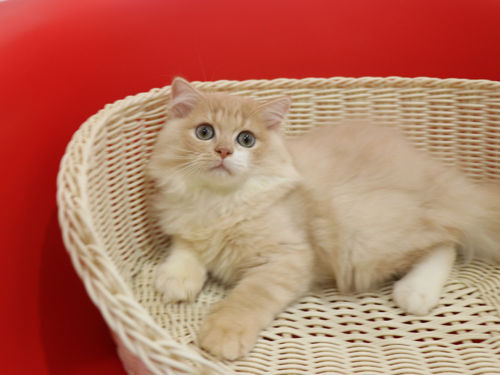 スコティッシュフォールドの子猫画像