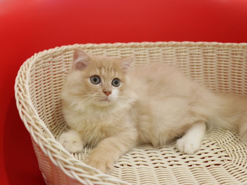 スコティッシュフォールドの子猫画像