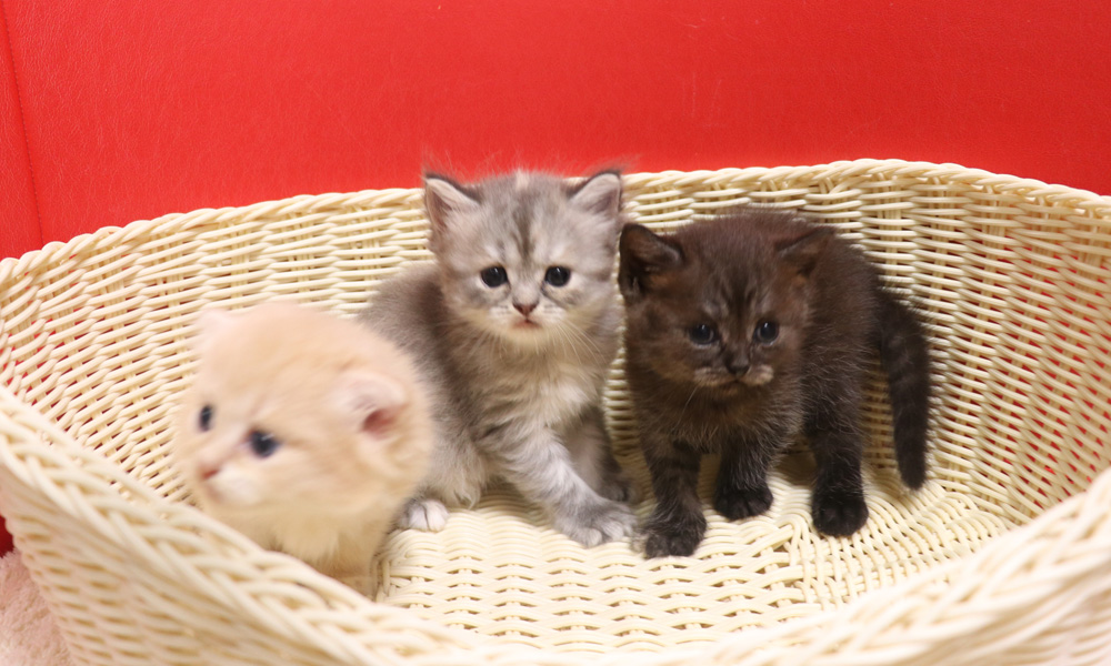 スコティッシュフォールドの子猫画像
