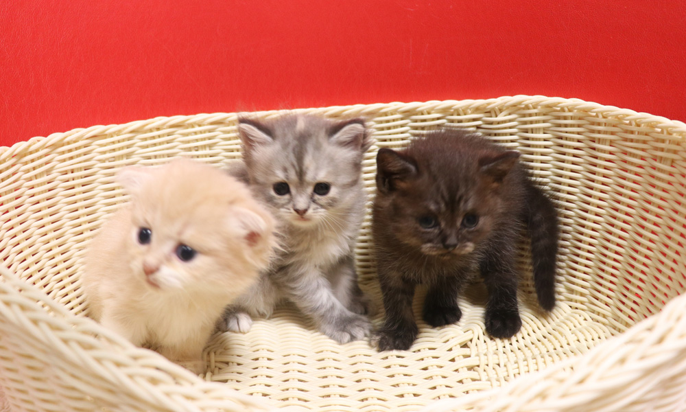 スコティッシュフォールドの子猫画像