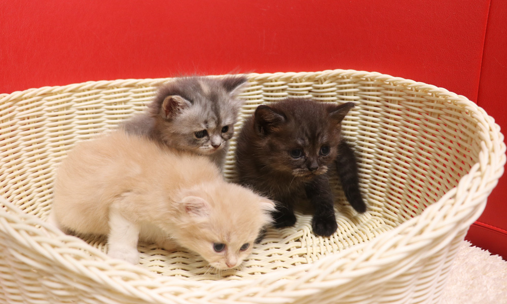 スコティッシュフォールドの子猫画像