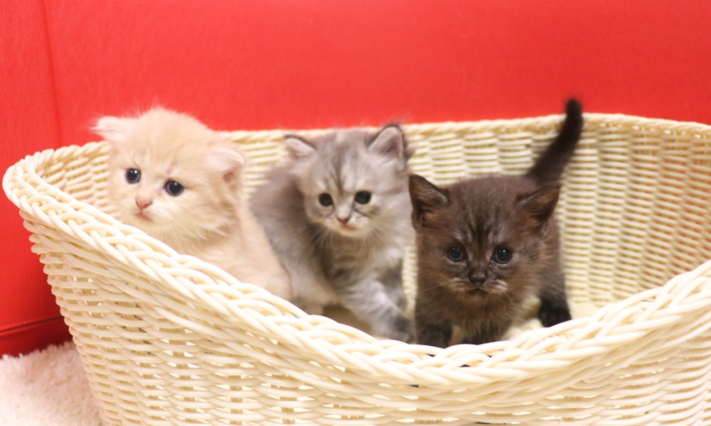 スコティッシュフォールドの子猫画像