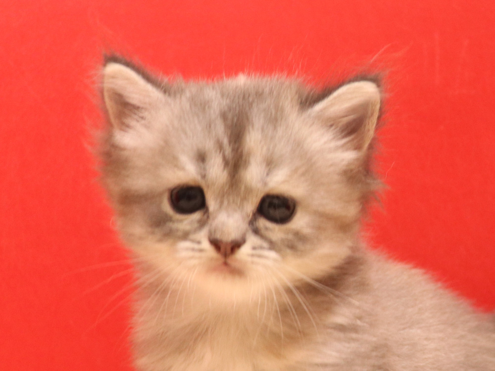 スコティッシュフォールドの子猫画像