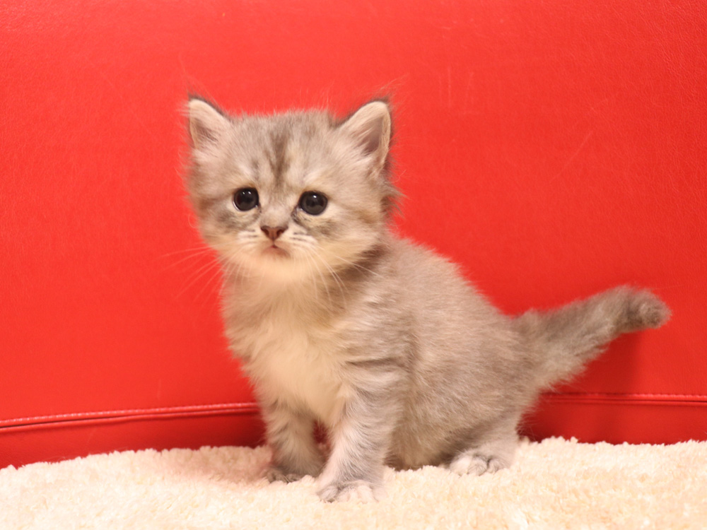 スコティッシュフォールドの子猫画像