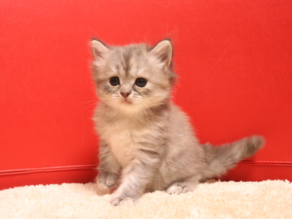 スコティッシュフォールドの子猫画像
