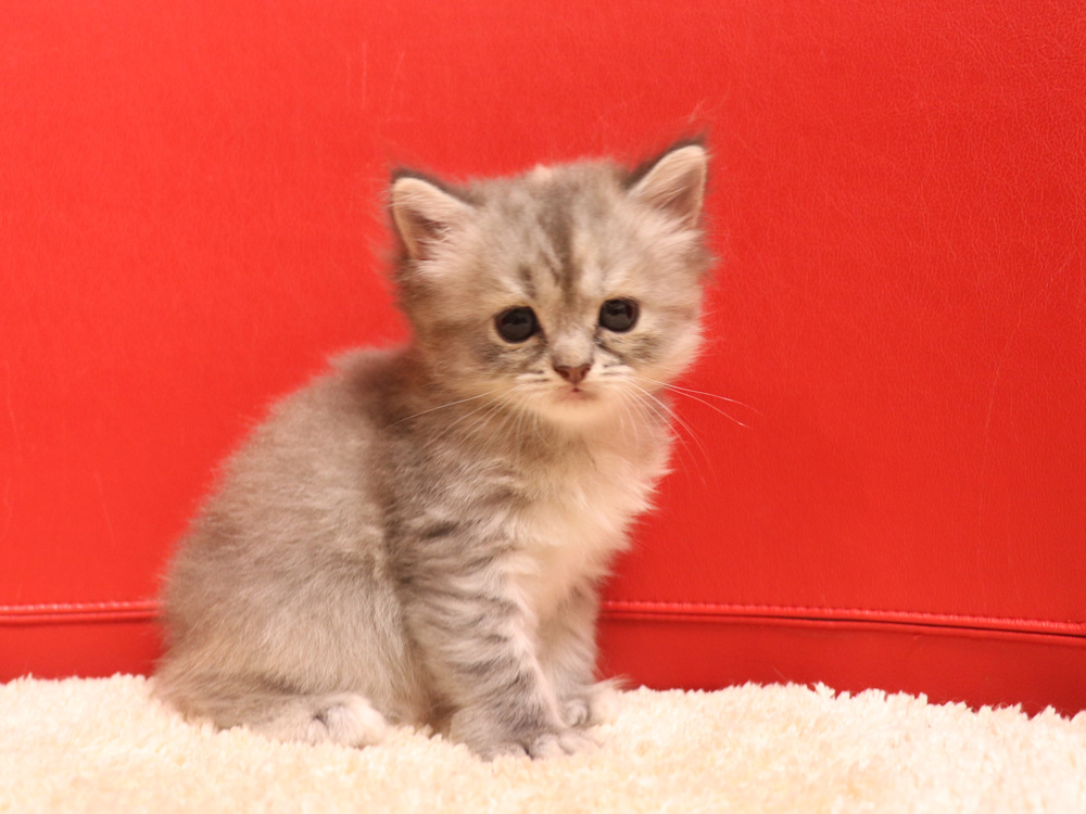 スコティッシュフォールドの子猫画像
