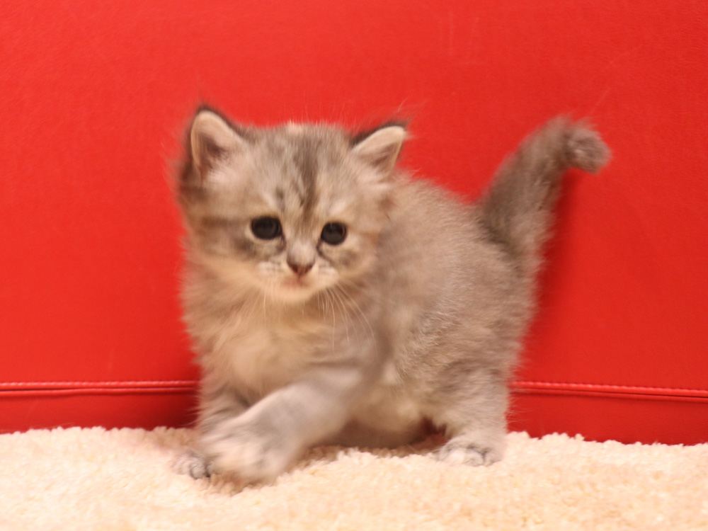 スコティッシュフォールドの子猫画像