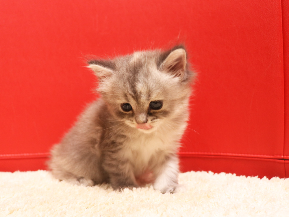 スコティッシュフォールドの子猫画像