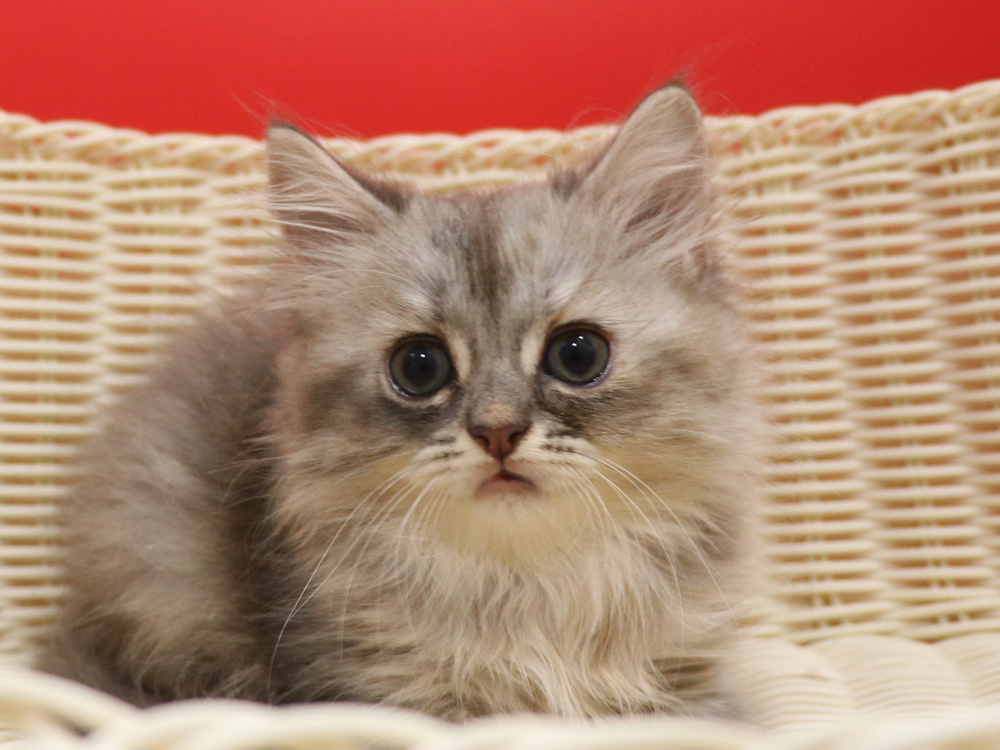 スコティッシュフォールドの子猫画像