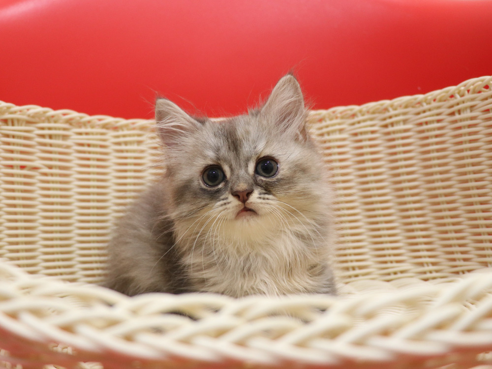 スコティッシュフォールドの子猫画像