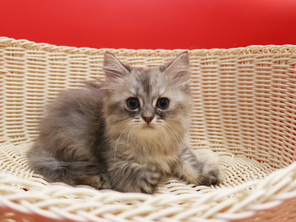 スコティッシュフォールドの子猫画像