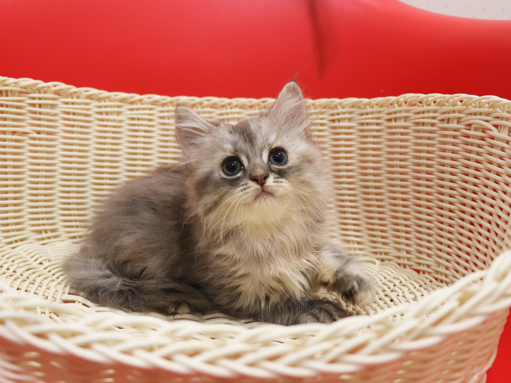 スコティッシュフォールドの子猫画像