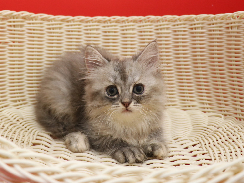 スコティッシュフォールドの子猫画像