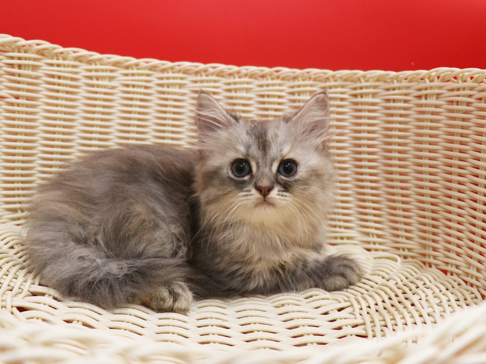 スコティッシュフォールドの子猫画像