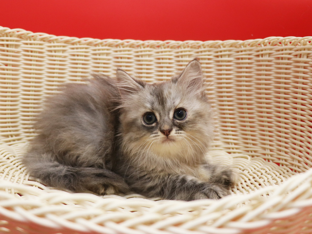 スコティッシュフォールドの子猫画像