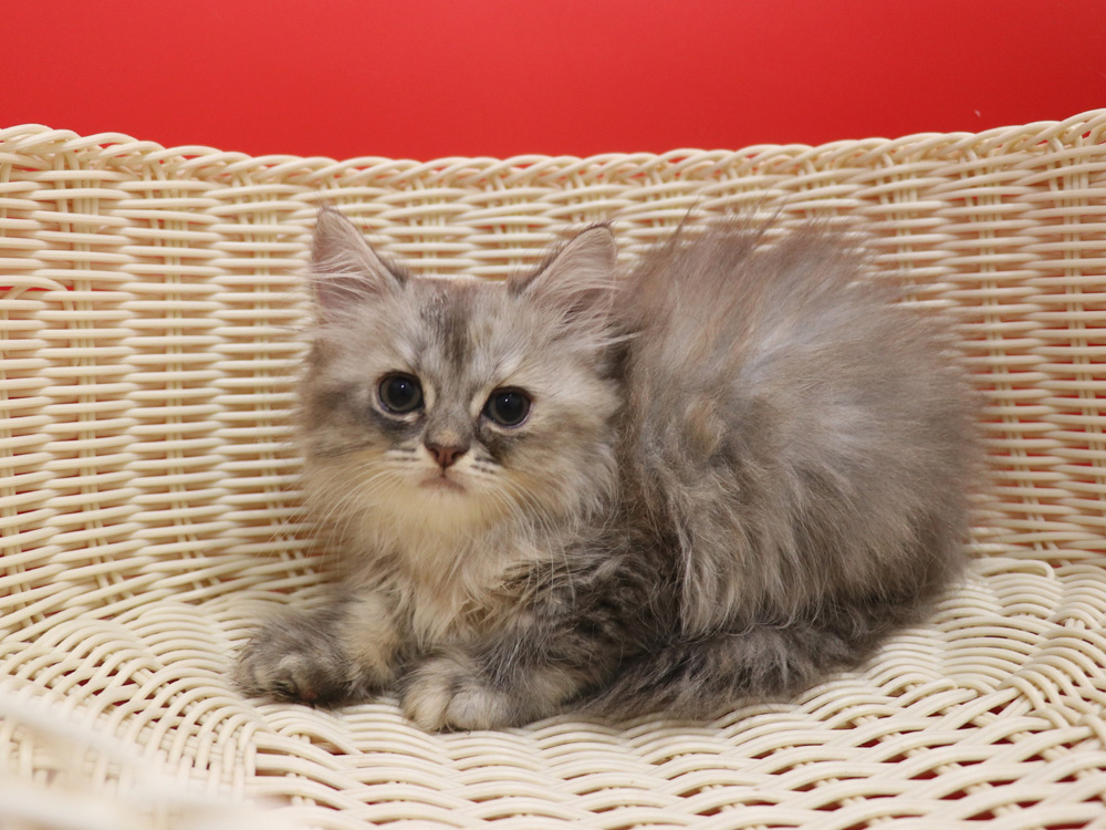 スコティッシュフォールドの子猫画像