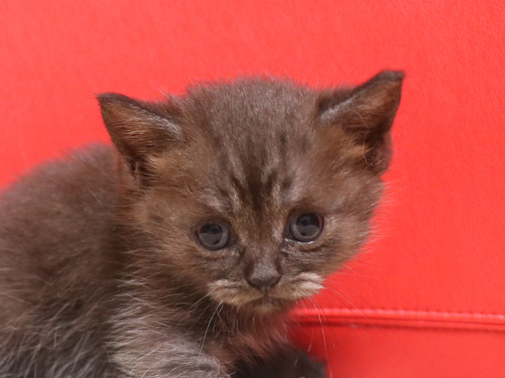スコティッシュフォールドの子猫画像