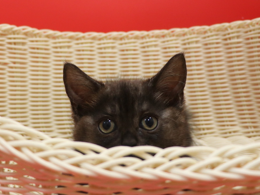 スコティッシュフォールドの子猫画像