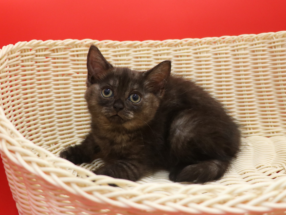 スコティッシュフォールドの子猫画像