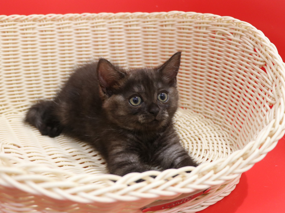 スコティッシュフォールドの子猫画像