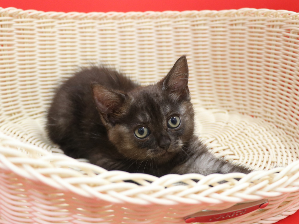 スコティッシュフォールドの子猫画像