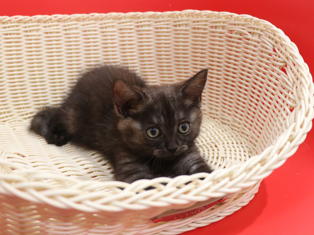 スコティッシュフォールドの子猫画像