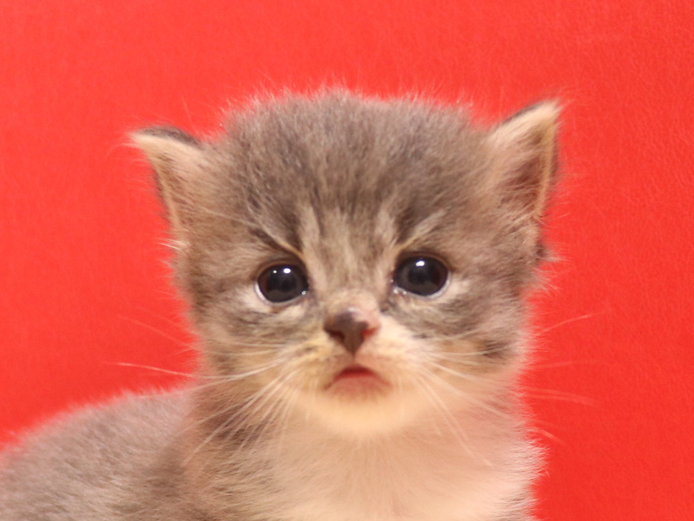 スコティッシュフォールドの子猫画像