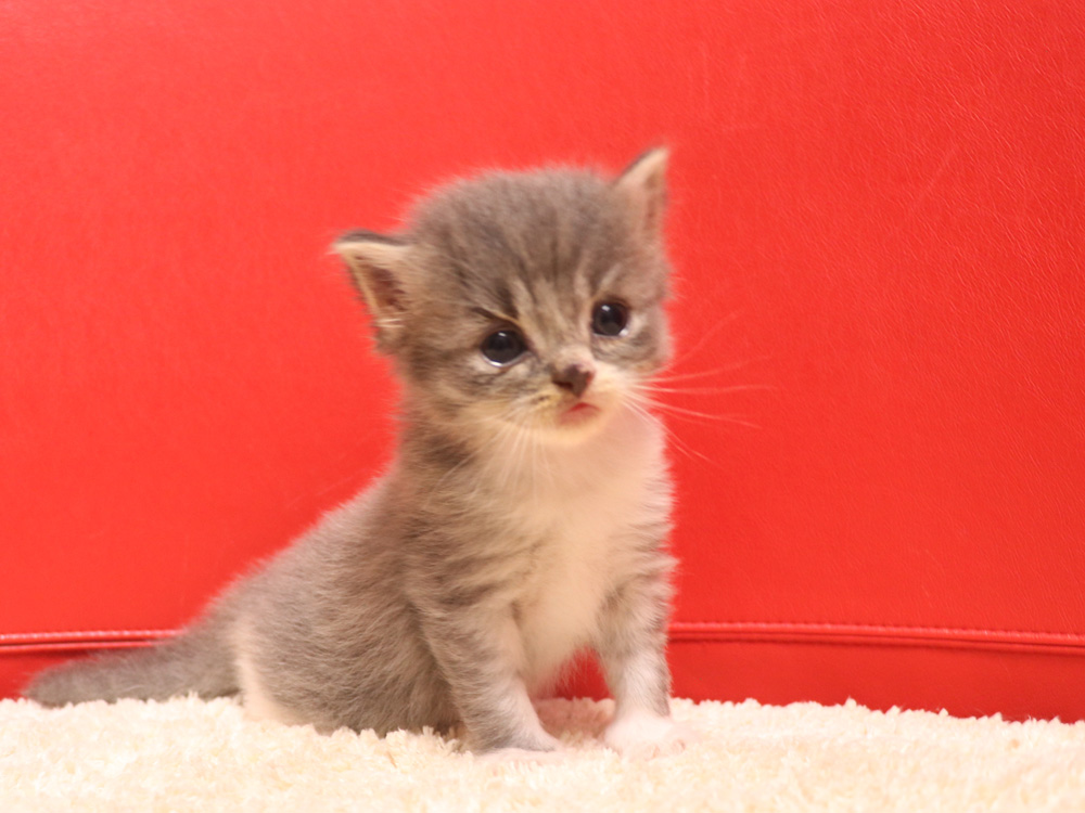 スコティッシュフォールドの子猫画像