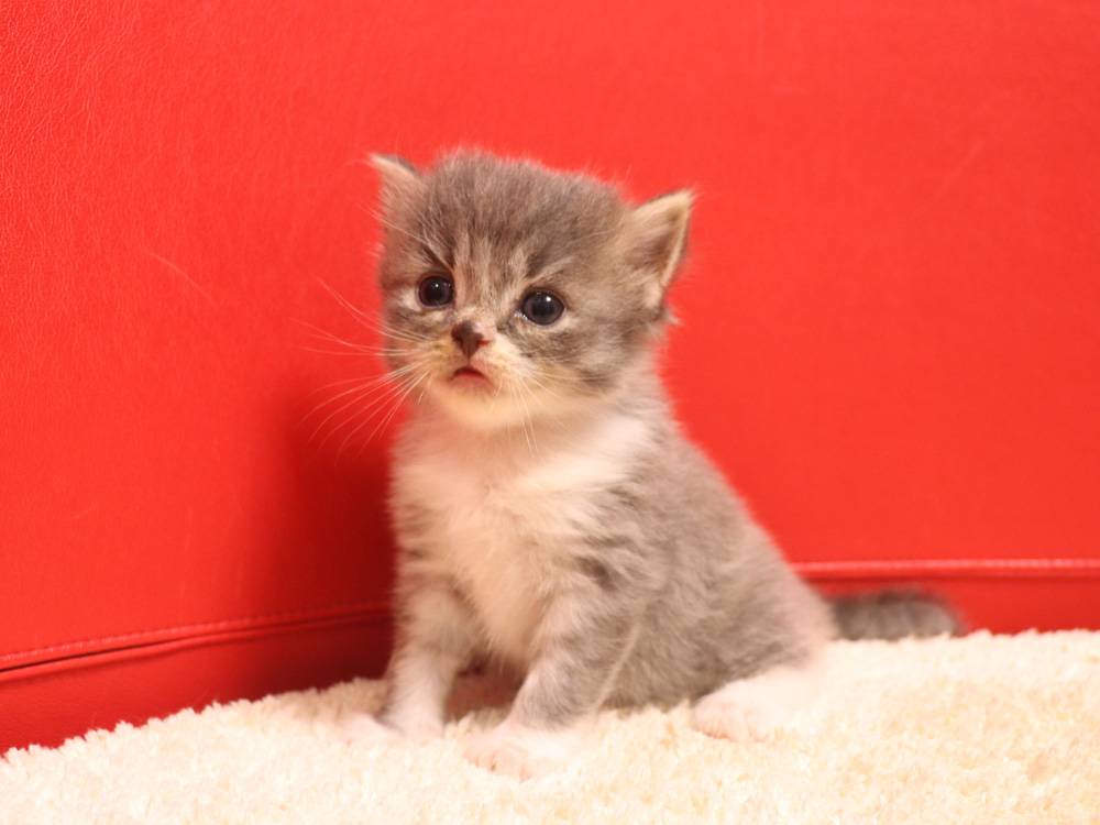 スコティッシュフォールドの子猫画像
