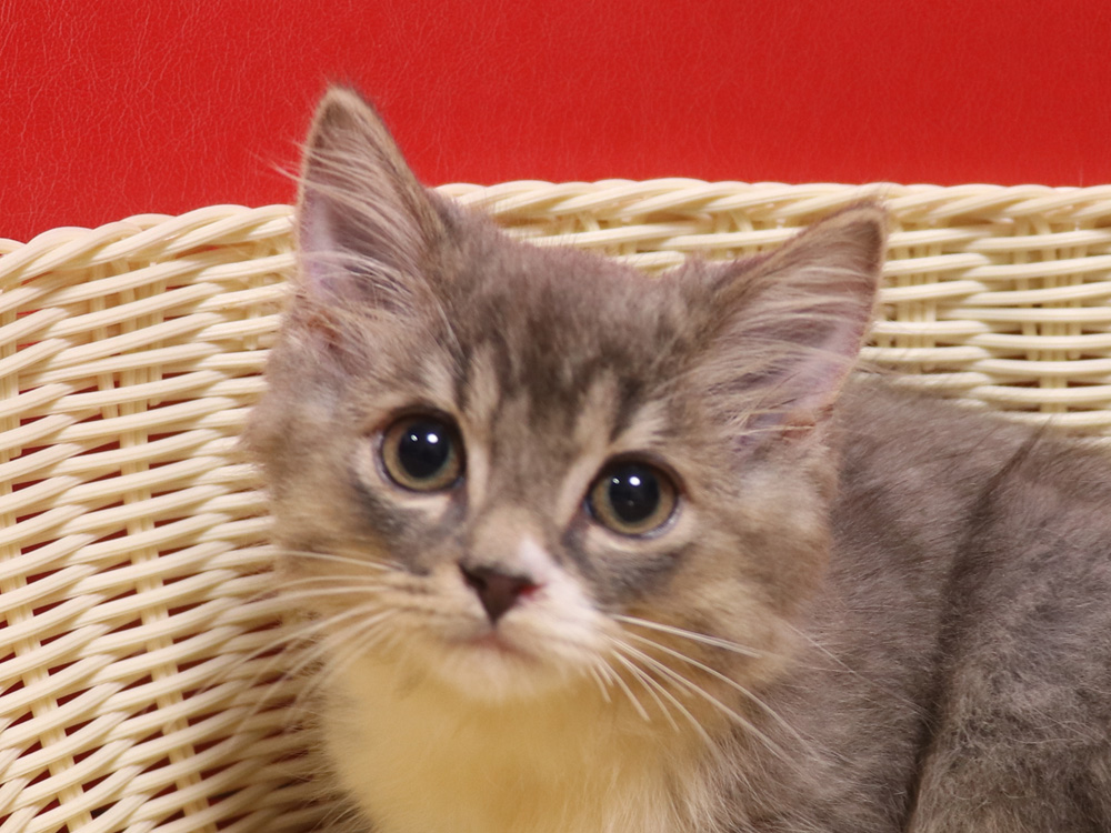 スコティッシュフォールドの子猫画像