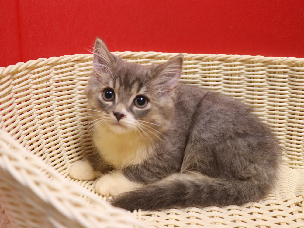 スコティッシュフォールドの子猫画像