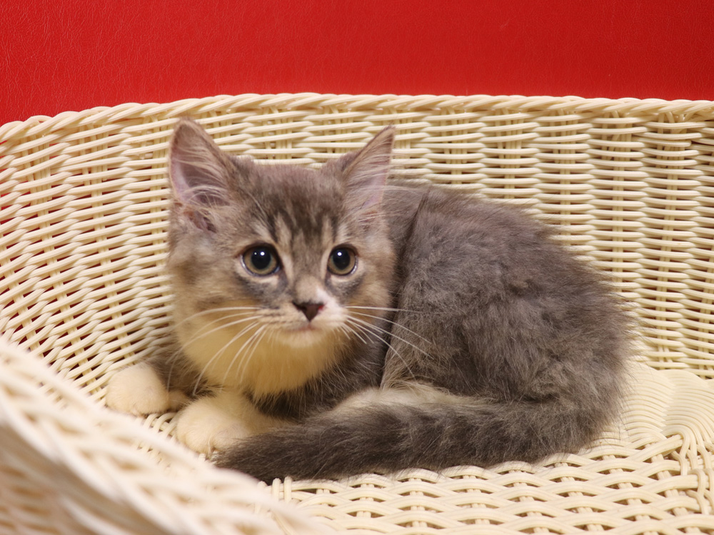 スコティッシュフォールドの子猫画像