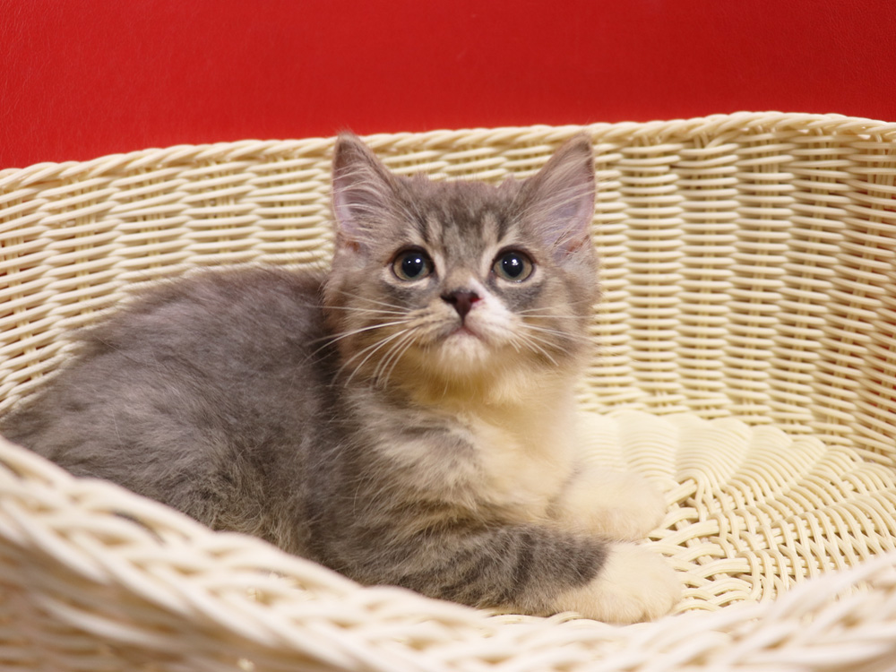 スコティッシュフォールドの子猫画像