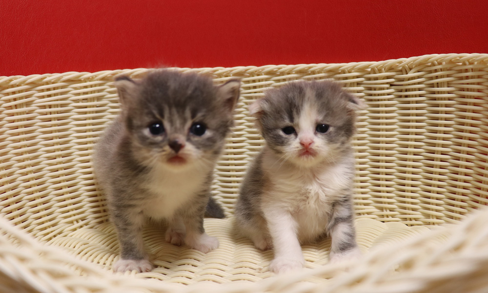スコティッシュフォールドの子猫画像