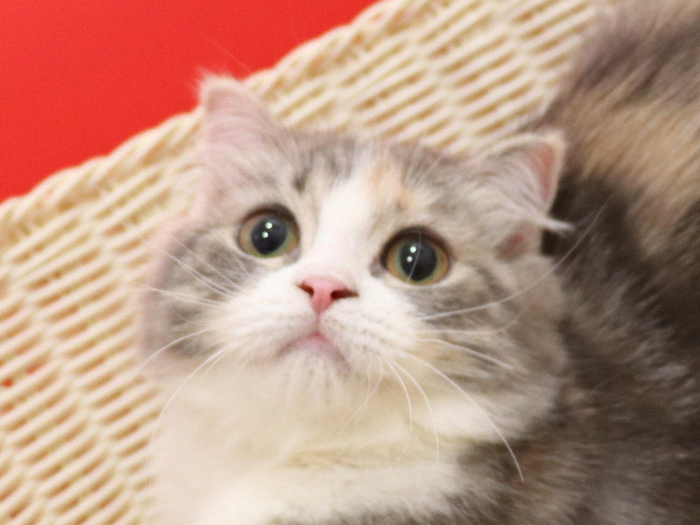 スコティッシュフォールドの子猫画像
