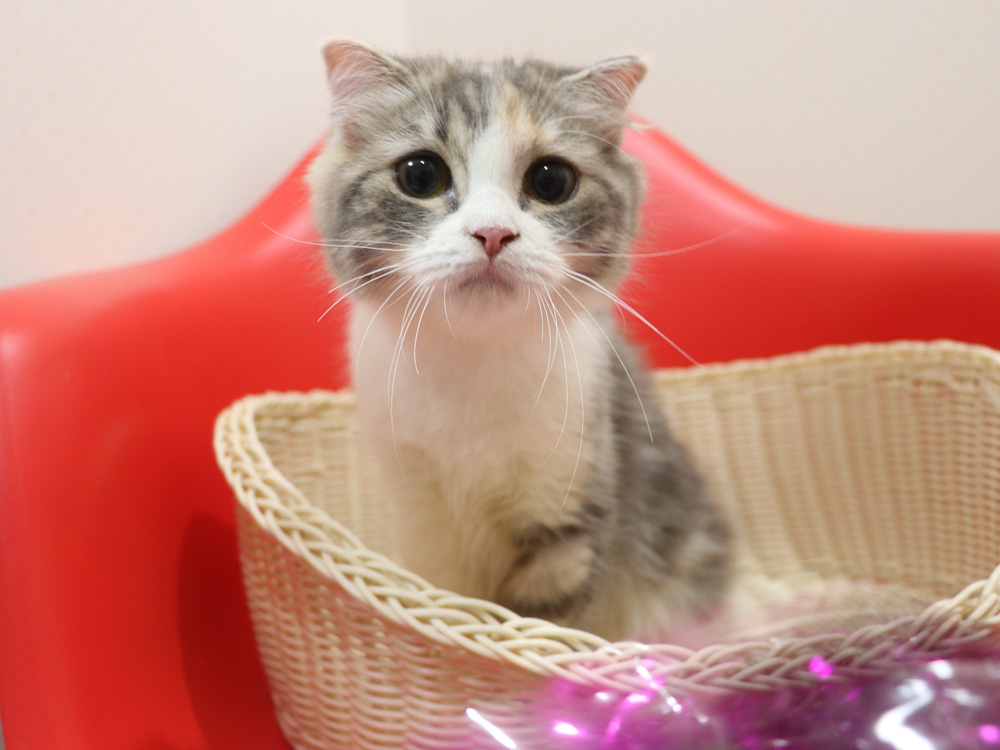 スコティッシュフォールドの子猫画像