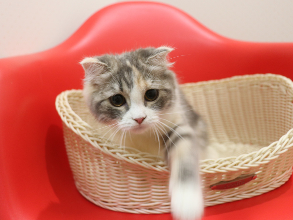 スコティッシュフォールドの子猫画像