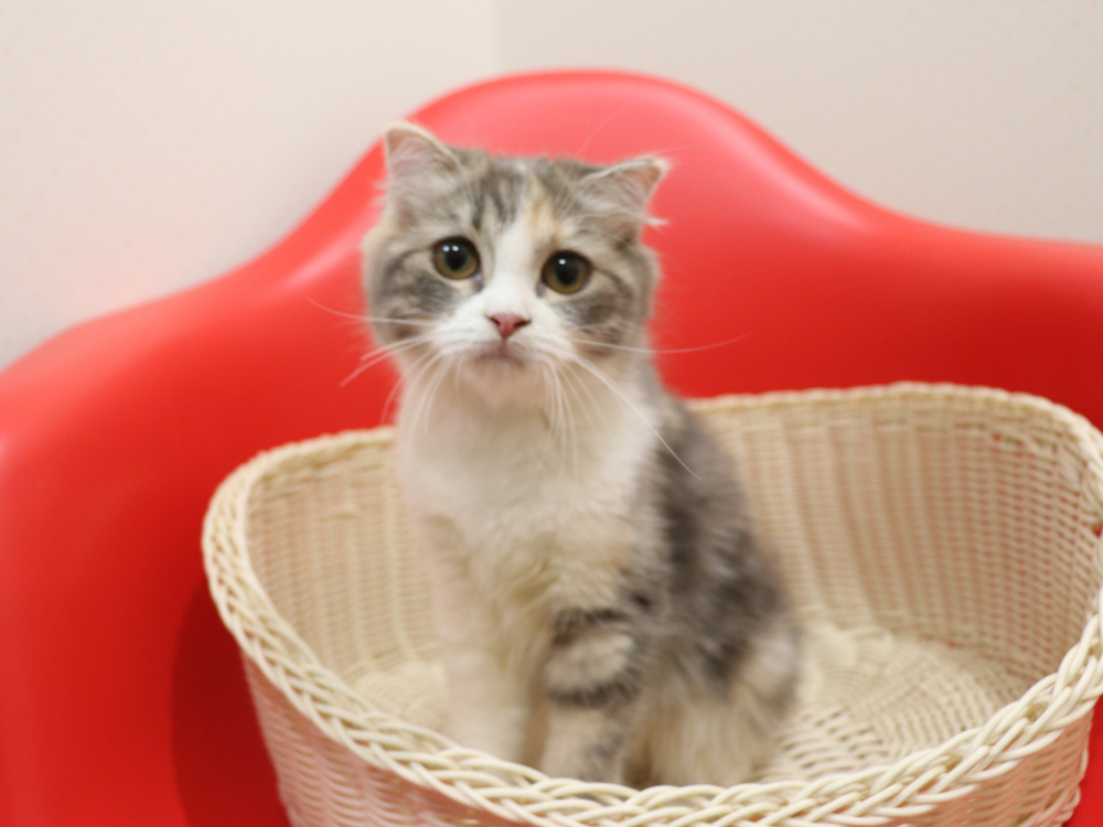 スコティッシュフォールドの子猫画像