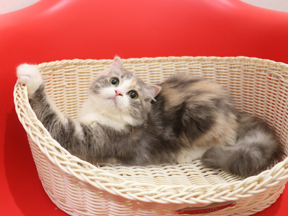 スコティッシュフォールドの子猫画像