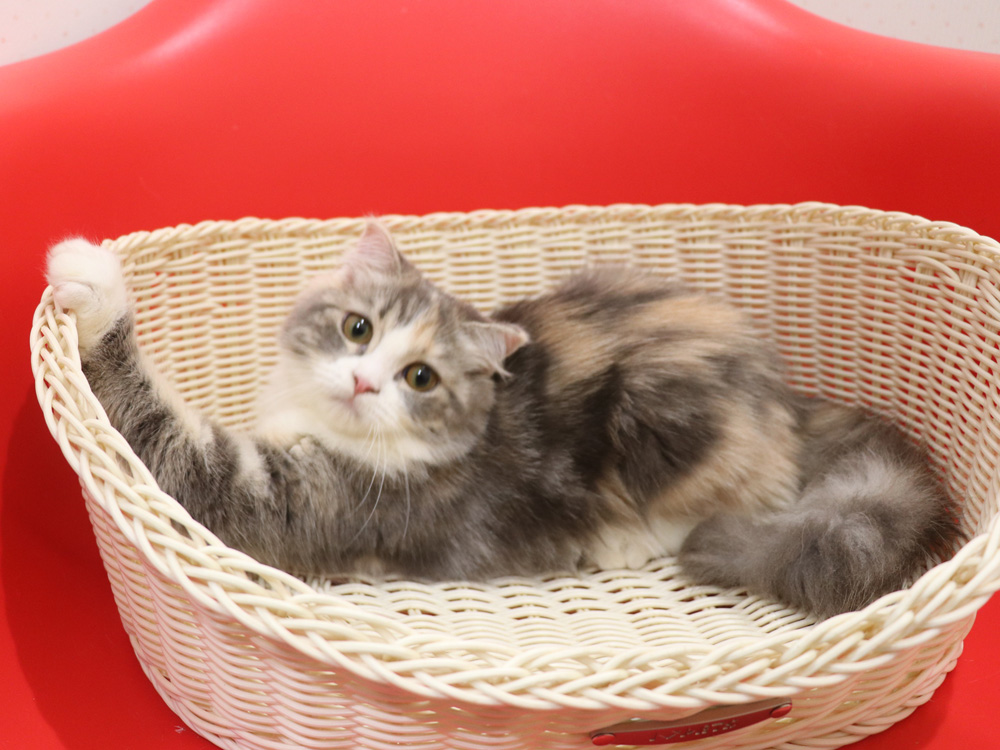 スコティッシュフォールドの子猫画像